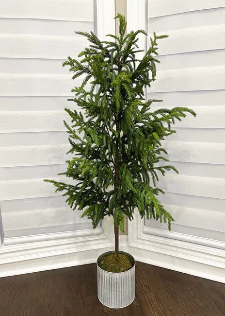 48 Fresh Touch Norfolk Pine Tree - Potted