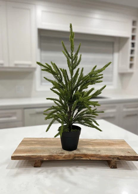 26 Fresh Touch Norfolk Pine Tree - Potted