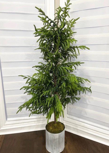 60 Fresh Touch Norfolk Pine Tree - Potted