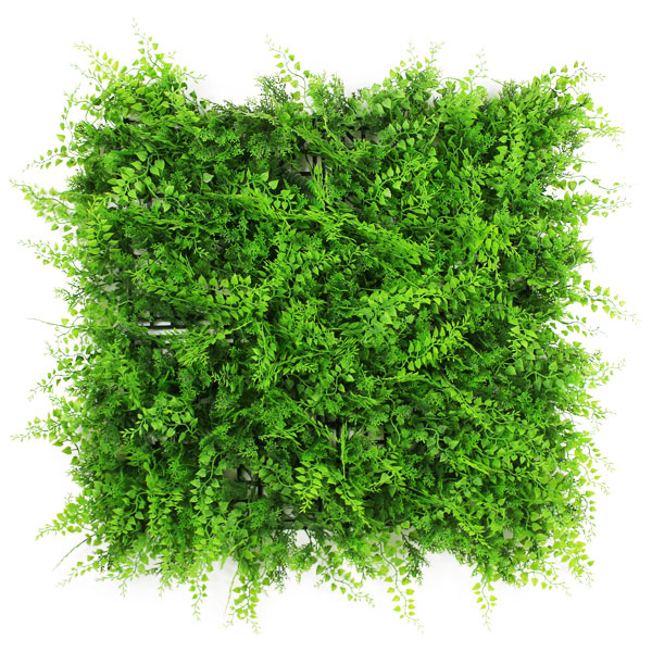 Plant Wall Fern