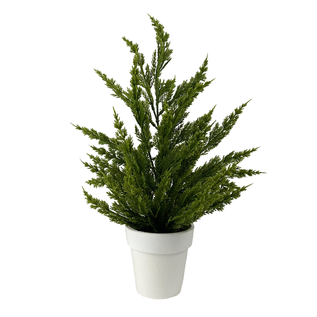 18 Cypress Bush - Potted