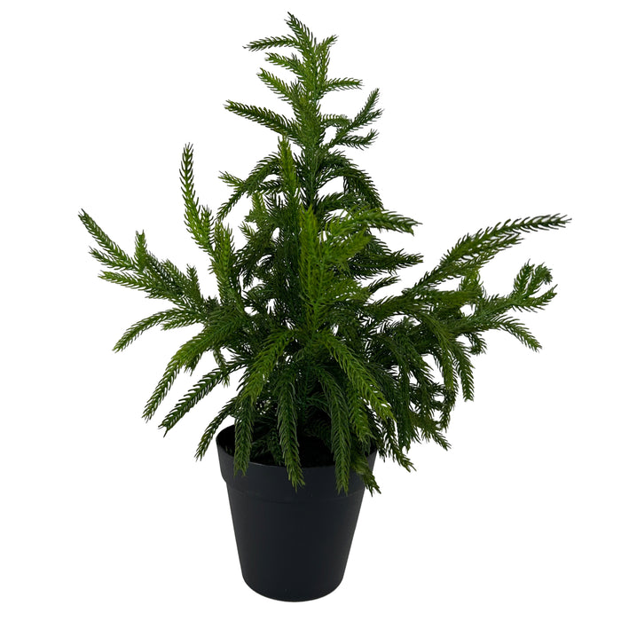 18" Fresh Touch Norfolk Pine Tree - Potted