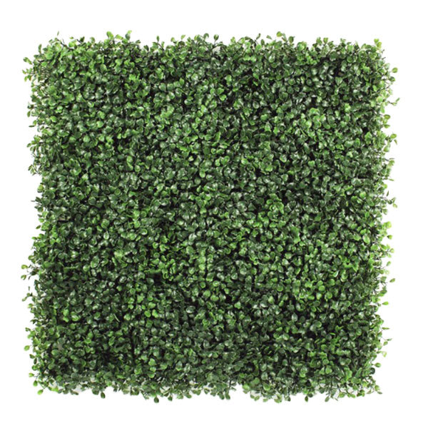 Plant Wall Boxwood Reg