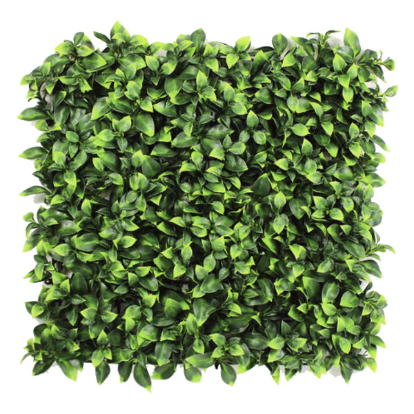 Plant Wall Benjamina Boxwood