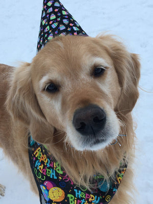 Dog Bandana Birthday-Not Just For The Garden | Metal Art | Décor for Homes, Walls and Gardens | Furniture | Custom Garden Planters and Flower Arrangements | Gifts | Best in KW