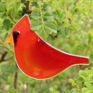 Cardinal MALE hanging
