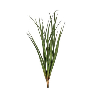 Fountain Grass Bush Green
