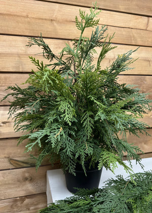 Cedar Northern White Tree 24"