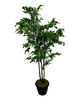 6" Tree Ficus Multi Trunk Green (0600610G)