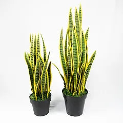 37" Snake Plant Green/Yellow (2 sizes)-Not Just For The Garden | Metal Art | Décor for Homes, Walls and Gardens | Furniture | Custom Garden Planters and Flower Arrangements | Gifts | Best in KW