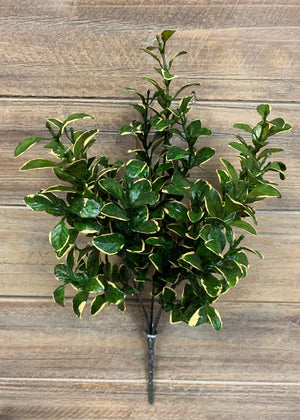 Euonymous Gold Bush 14"