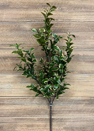 Euonymus Golden Spray 26"