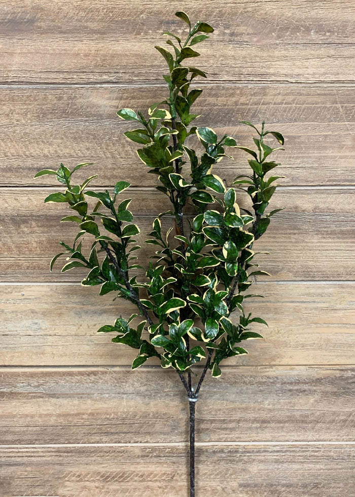 Euonymus Golden Spray 26"