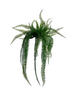 UV Hanging Boston Fern 26" (5502054)
