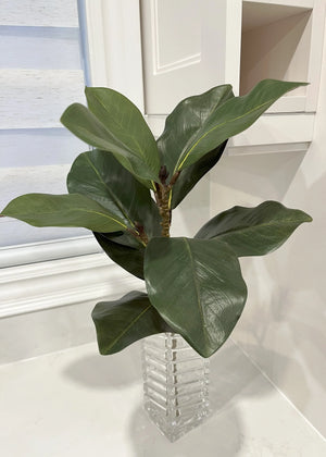 Magnolia Green Spry 22"