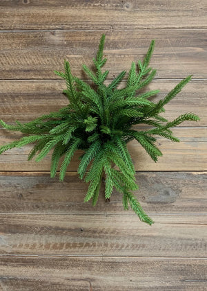 Norfolk Pine Bundle 5x12" Pics