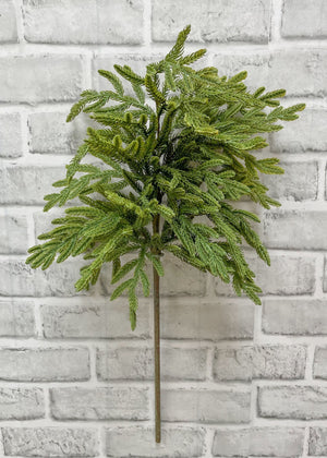 Norfolk Pine Baby 23" Spray