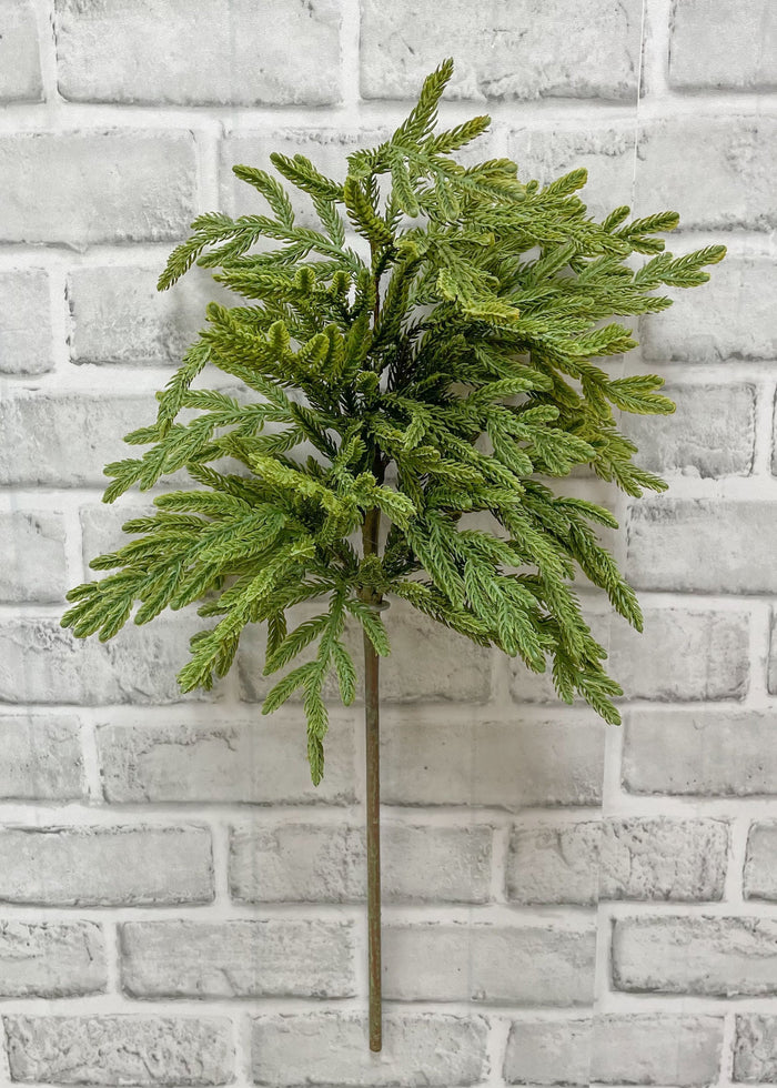Norfolk Pine Baby 23" Spray