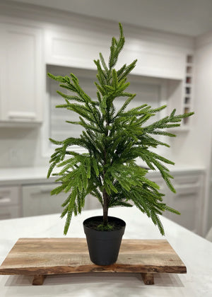 Norfolk Pine Tree 26inch Fresh Touch