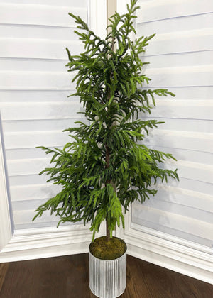 Norfolk Pine Tree 60" Fresh Touch