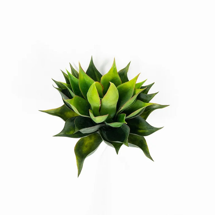 Pineapple Agave 12"