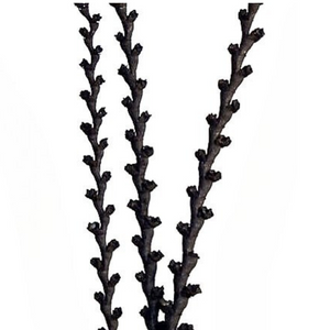 Buriti Tall Bl 59"