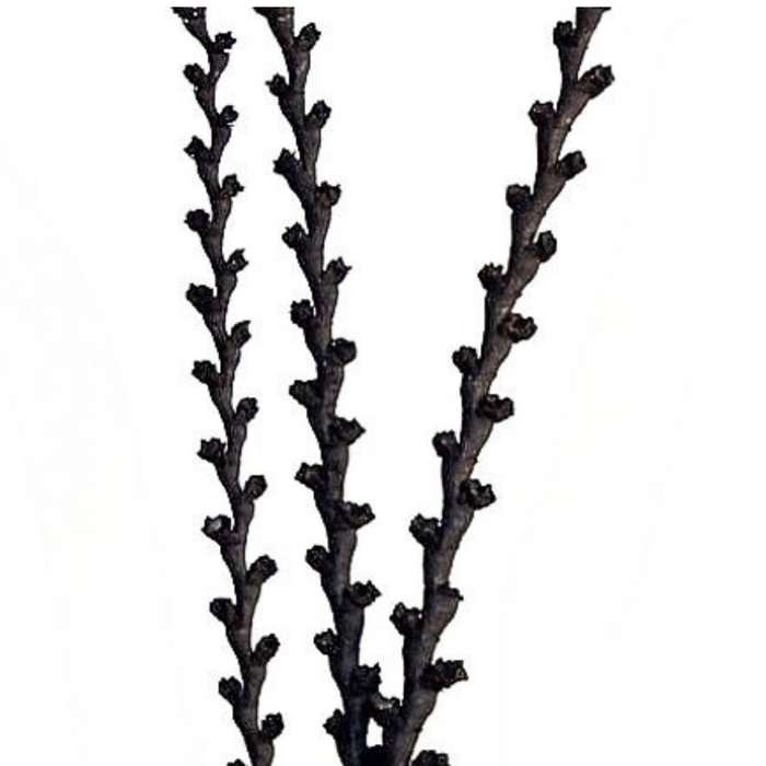 Buriti Tall Bl 59"