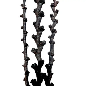Buriti Tall Bl 59"