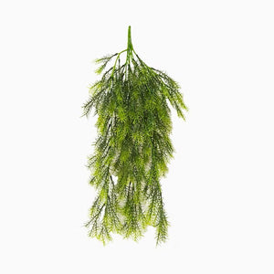 Aspargus Fern Hanging 26"