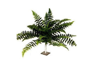 UV Boston Fern Bush Giant 24" (211021)
