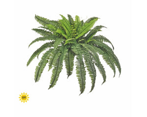 UV Boston Fern 38"
