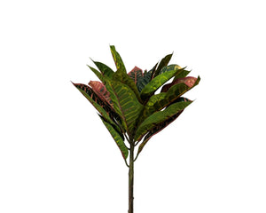 UV Croton 18" Bush
