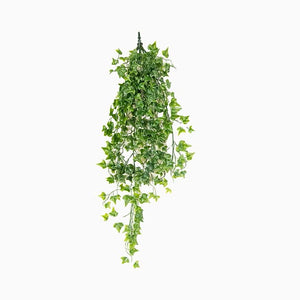 UV Hanging Bush English Ivy (5505016)