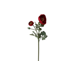 Ranunculus Red UV Stem