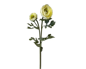 UV Ranunculus 24" Cream/Gr