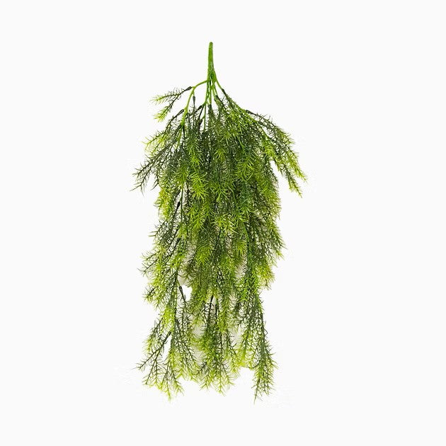 Aspargus Fern Hanging 26"
