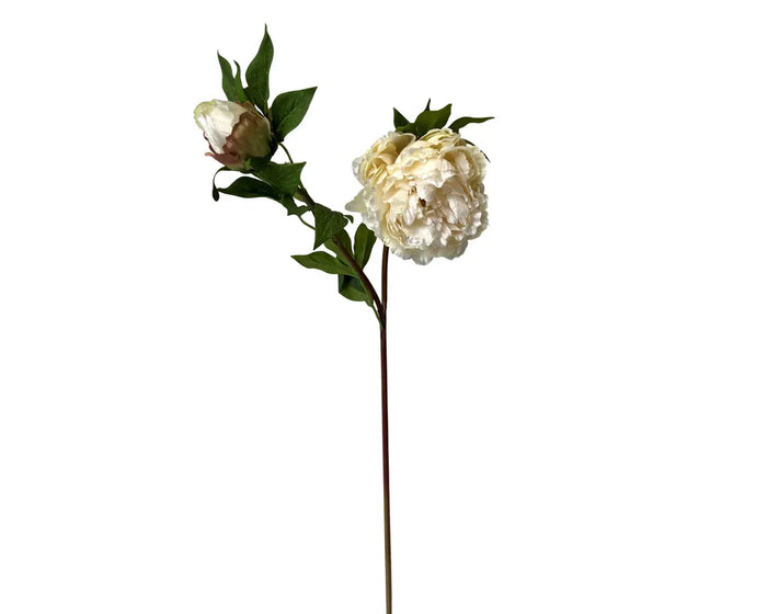 UV Peony Cream 30"