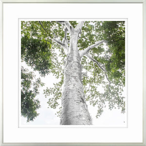 Art Silver Growth 2 (CE16133)