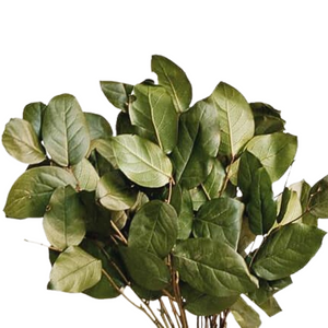 Salal Leaves Preserved Moss Green (01-2900MO)