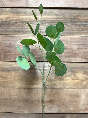 Eucalyptus FT Dollar 30"