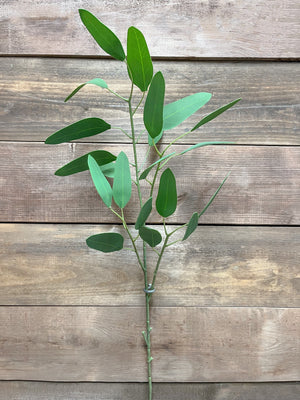 Eucalyptus FT Feather Spray 30"