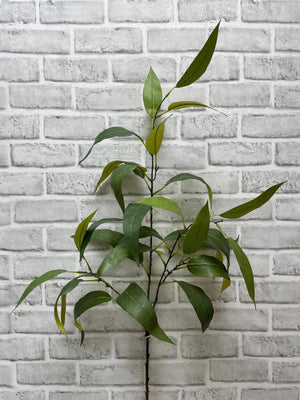 Eucalyptus Green Globulus 45inch