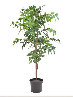 48" Coffee Tree