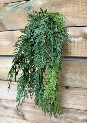 Northern White Cedar Hanging Bush 29" fresh touch (81847)