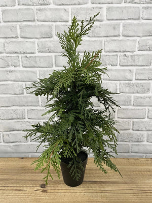 Northern White Cedar Tree potted fresh touch 19.5" (82005)