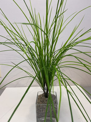 Onion Grass Bright Green-Not Just For The Garden | Metal Art | Décor for Homes, Walls and Gardens | Furniture | Custom Garden Planters and Flower Arrangements | Gifts | Best in KW